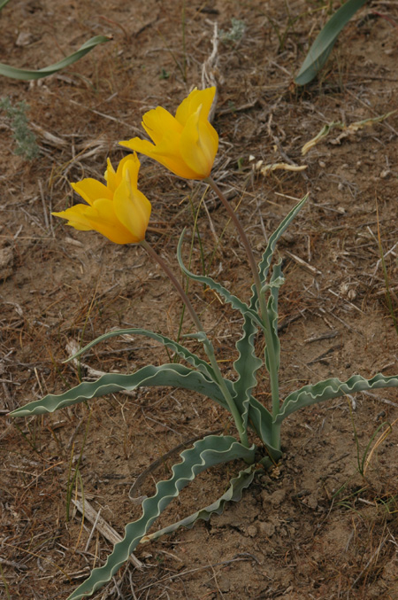 Image of Tulipa behmiana specimen.