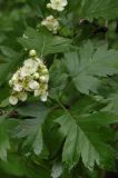 Crataegus pinnatifida