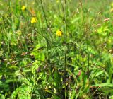 Panicum miliaceum ssp. ruderale