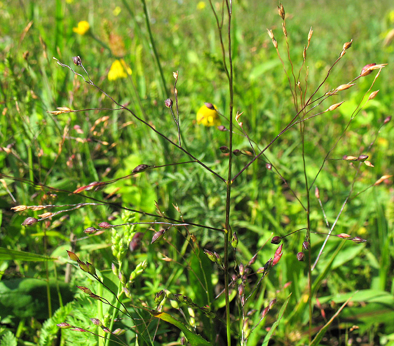 Изображение особи Panicum miliaceum ssp. ruderale.