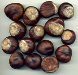 Aesculus hippocastanum. Семена. Курская обл., г. Железногорск, в культуре. 25 сентября 2009 г.