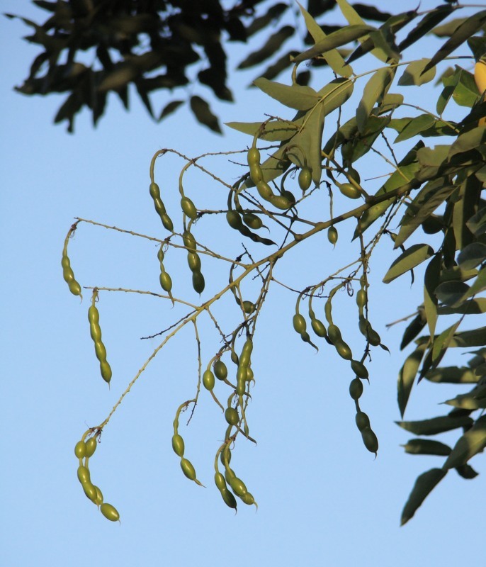 Image of Styphnolobium japonicum specimen.