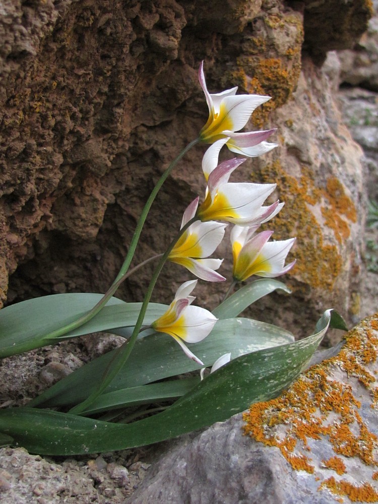 Image of Tulipa biflora specimen.