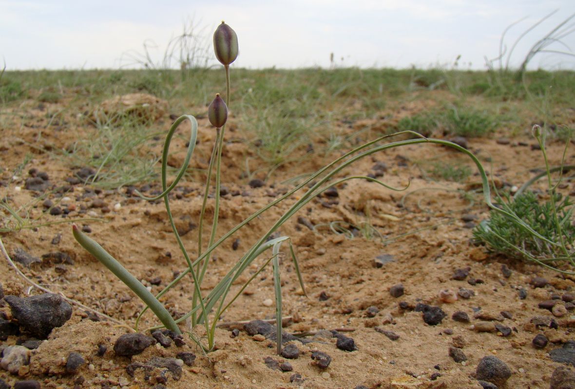 Изображение особи Tulipa buhseana.