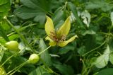 Clematis serratifolia. Цветки и бутоны. Приморский край, Уссурийский район. 17.08.2008.