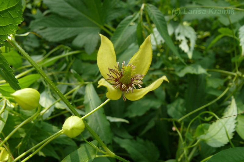 Image of Clematis serratifolia specimen.