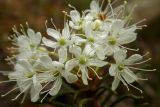 Ledum palustre. Соцветие. Новгородская обл., Боровичский р-н, сосновый лес западнее г. Боровичи. 31.05.2015.