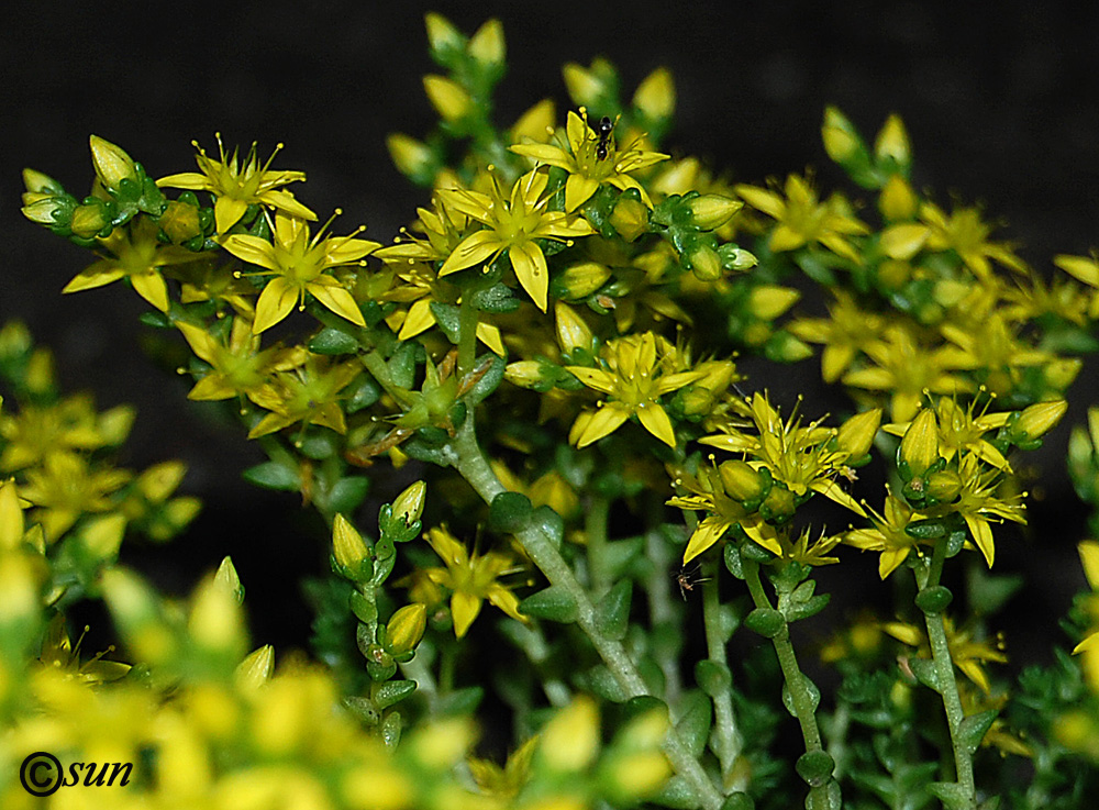 Image of Sedum acre specimen.