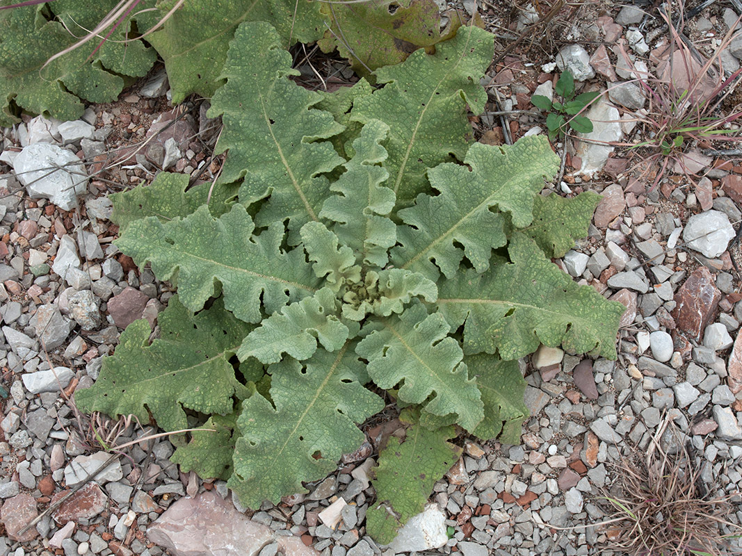 Изображение особи Verbascum sinuatum.