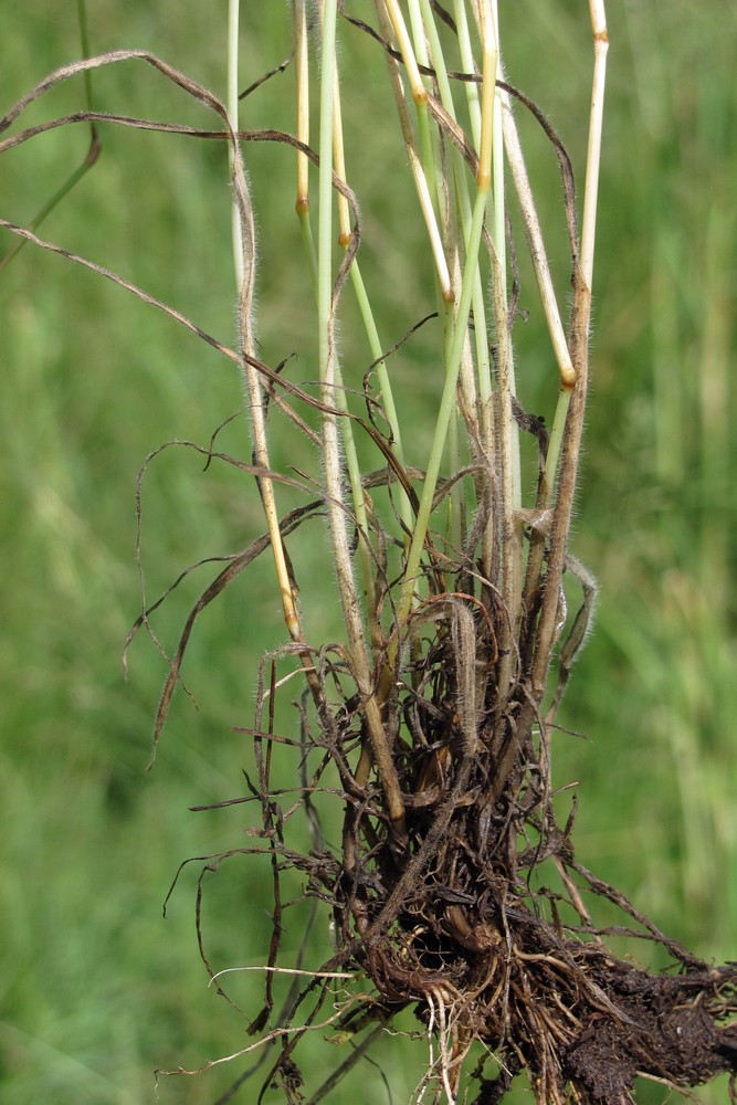 Изображение особи Hordeum secalinum.