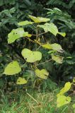 Clerodendrum bungei