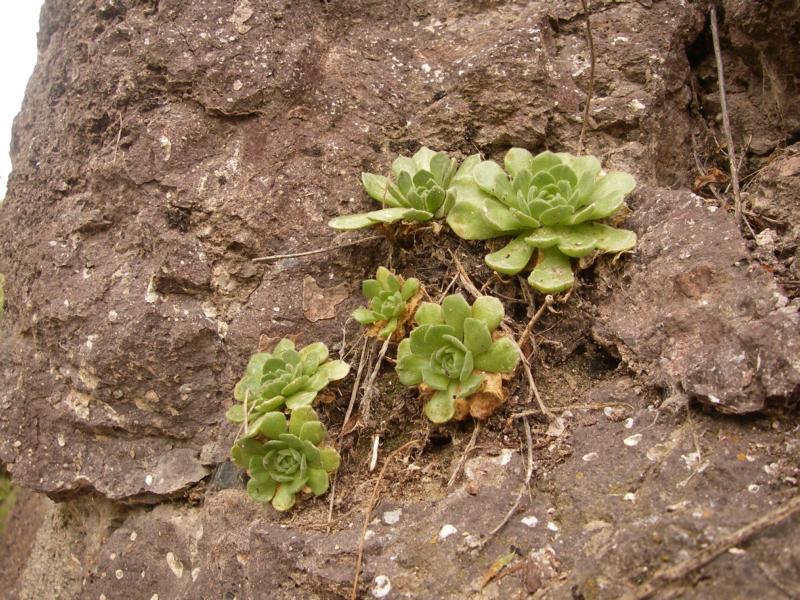 Изображение особи Rosularia platyphylla.