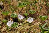 genus Malva