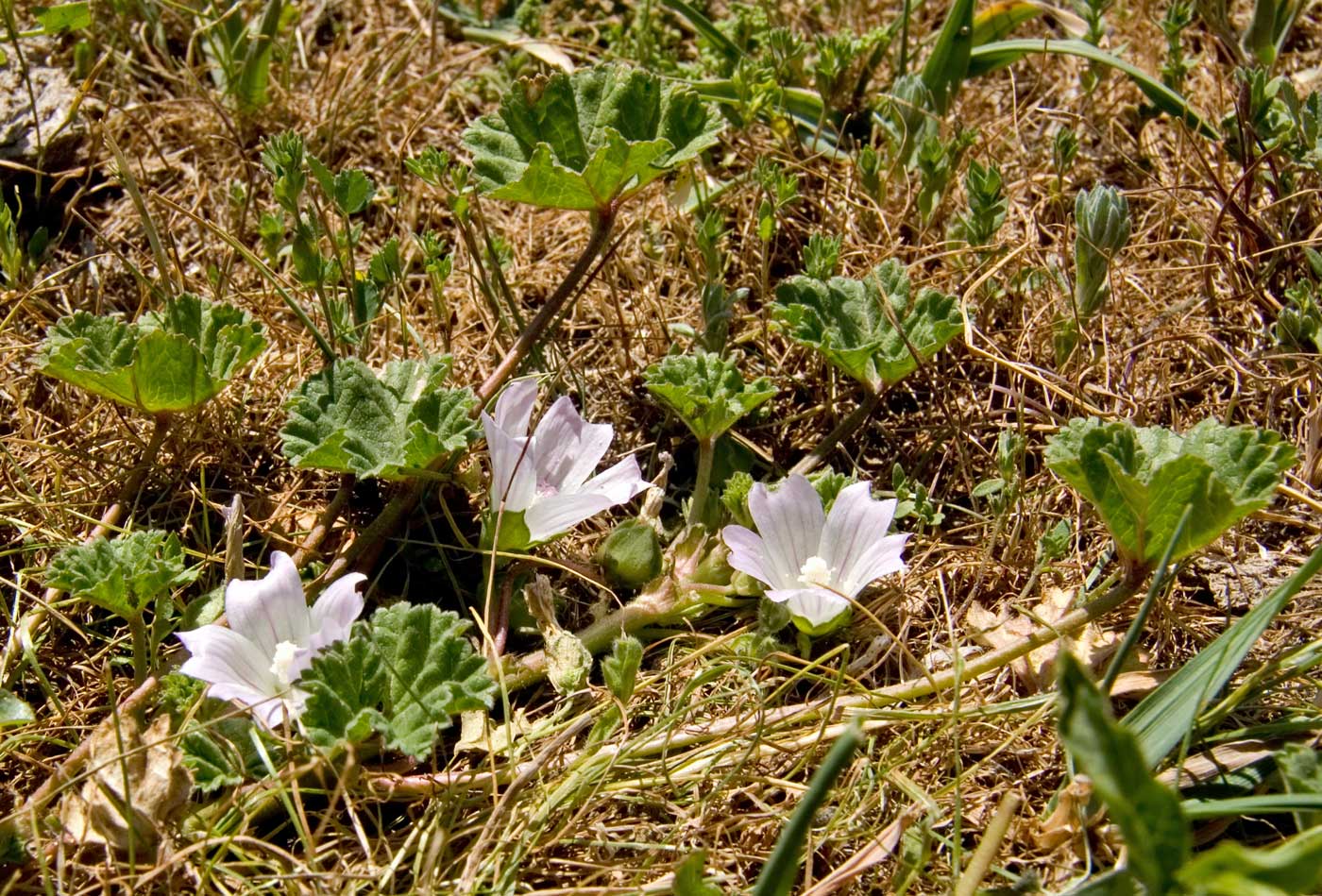 Image of genus Malva specimen.