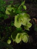 Helleborus caucasicus