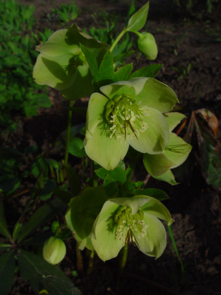 Image of Helleborus caucasicus specimen.