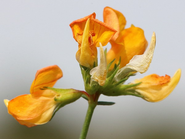 Изображение особи Lotus corniculatus.