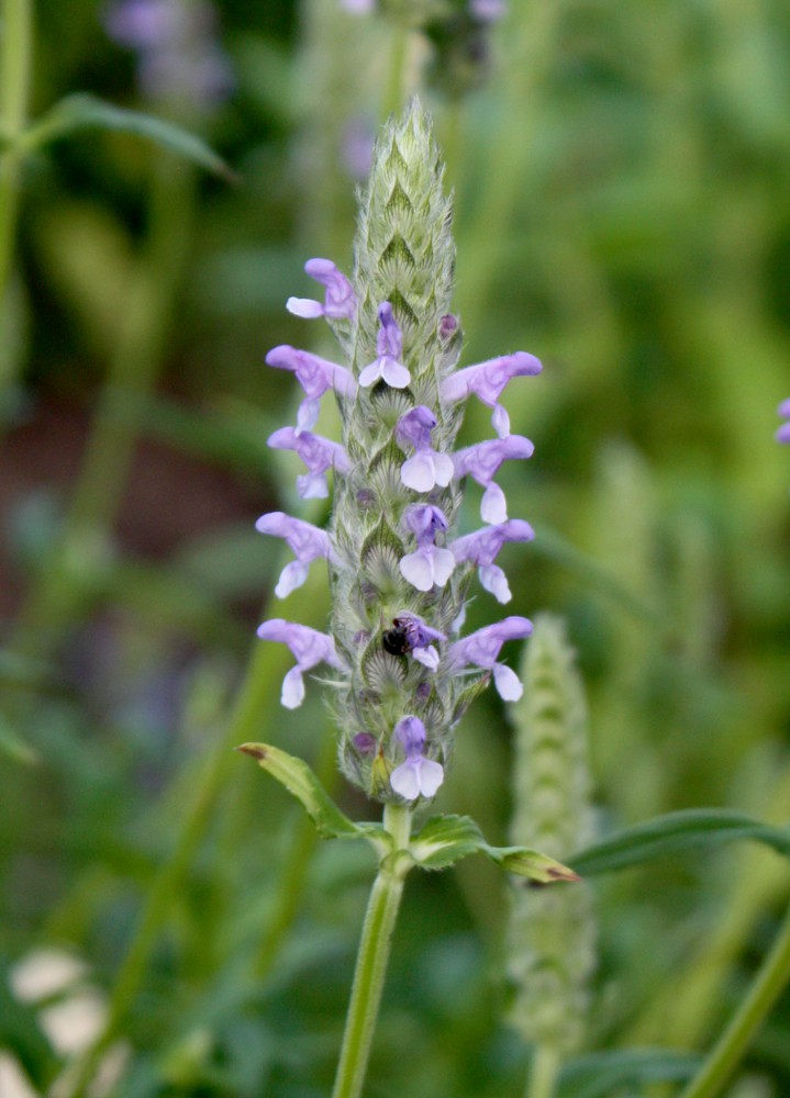 Image of Nepeta nervosa specimen.