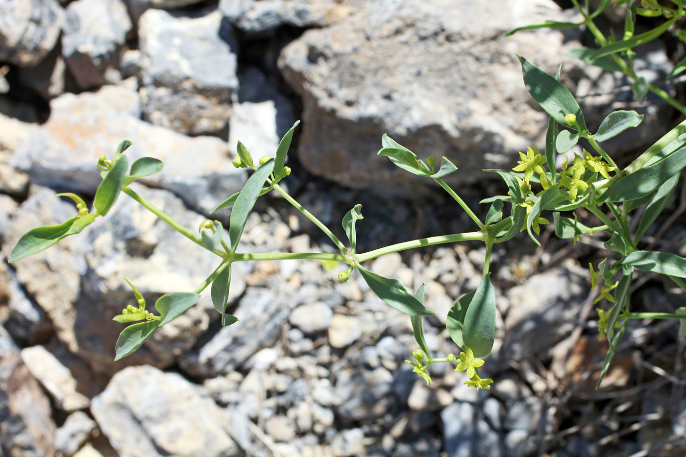 Image of Rubia laevissima specimen.