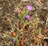 Cirsium bornmuelleri