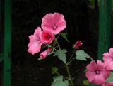 Malva trimestris. Верхушка побега с цветками. Иркутск, дворовая территория, цветник. 16.08.2013.