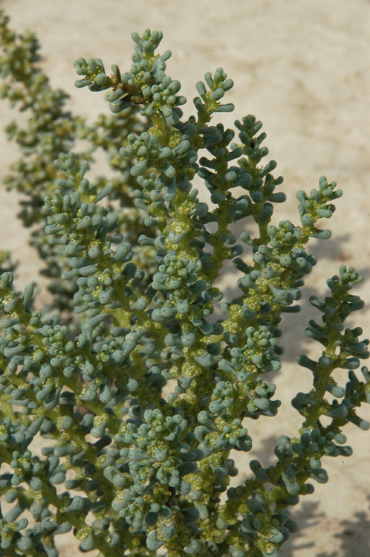 Изображение особи Salsola foliosa.