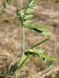 Vicia angustifolia. Часть побега с плодами. Кыргызстан, Нарынская обл., левый берег р. Нарын, окр. с.Таш-Башат, вахтовый пос. 08.10.2015.