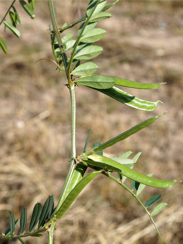 Image of Vicia angustifolia specimen.