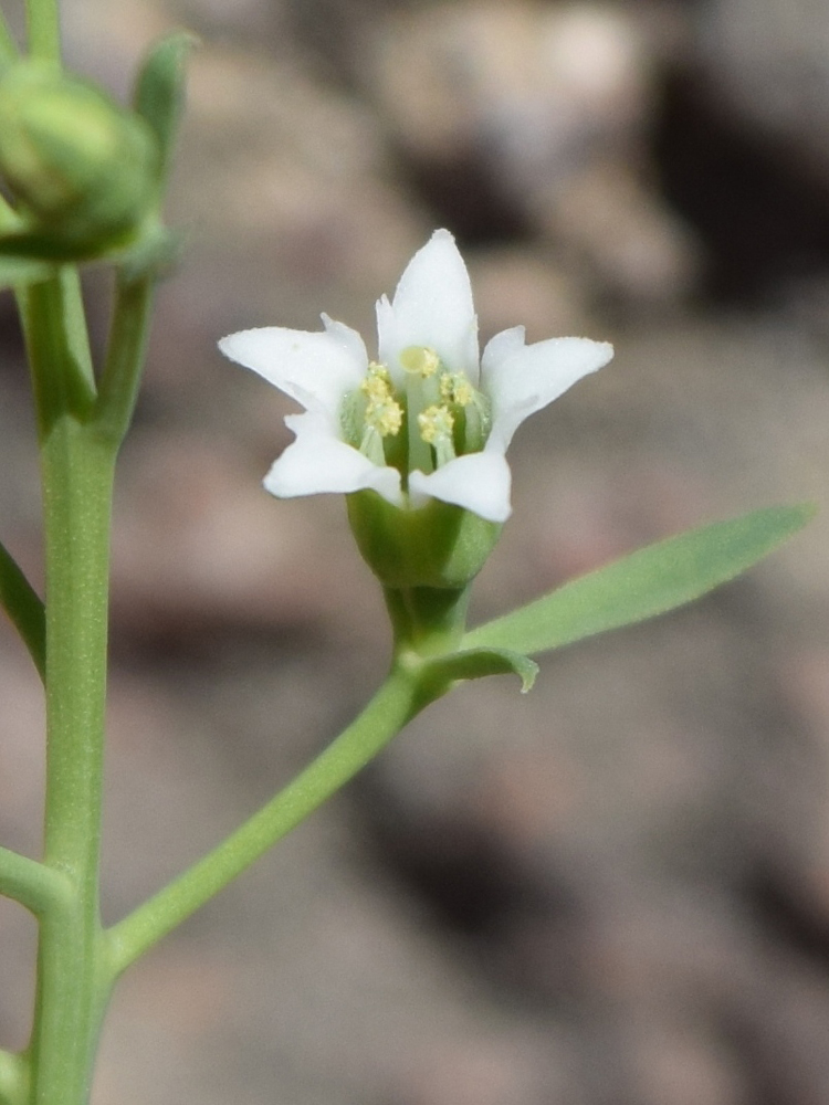 Изображение особи Thesium ramosum.