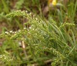 Thesium alatavicum. Верхушки цветущего растения. Кыргызстан, Нарынская обл., левый берег р. Нарын, долина руч. Бурган-Суу. 05.06.2015.