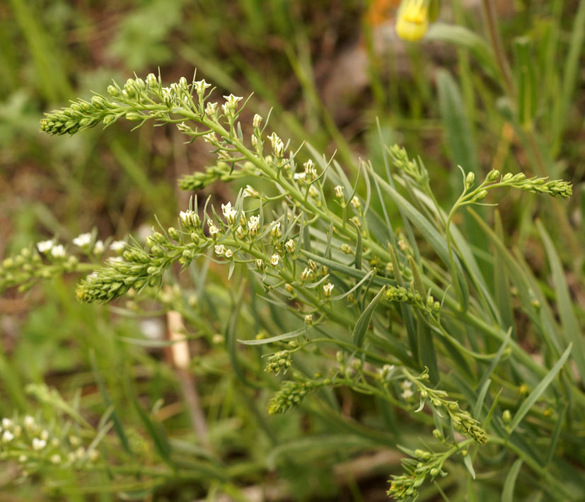 Изображение особи Thesium alatavicum.