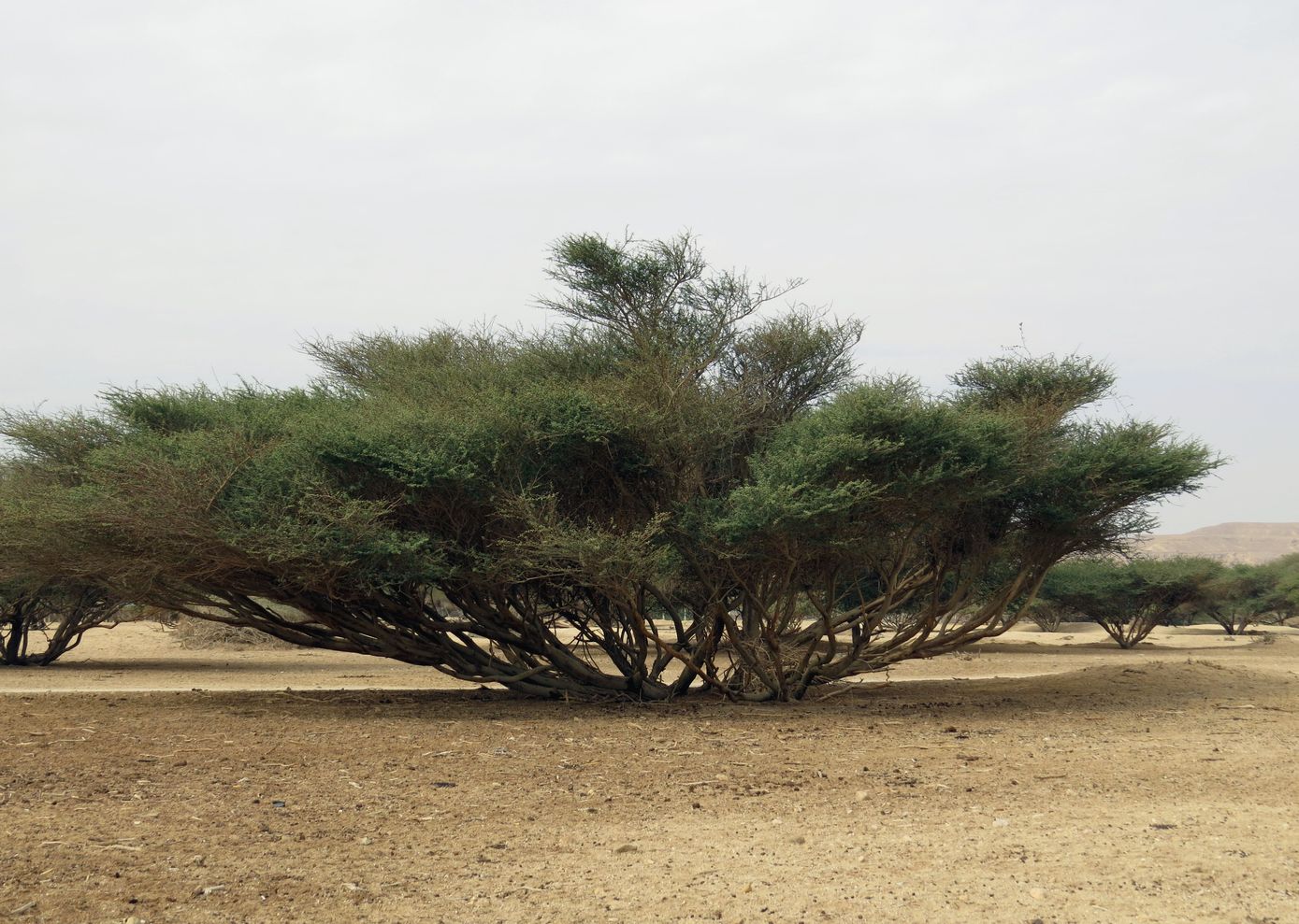 Изображение особи Vachellia tortilis.