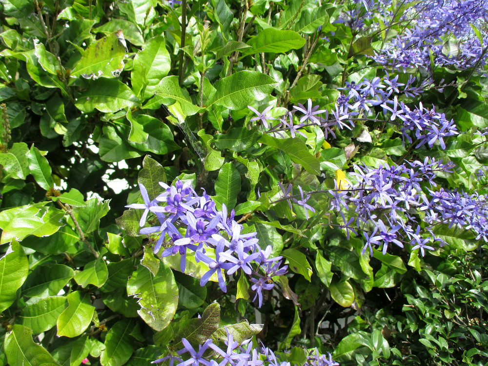 Изображение особи Petrea volubilis.