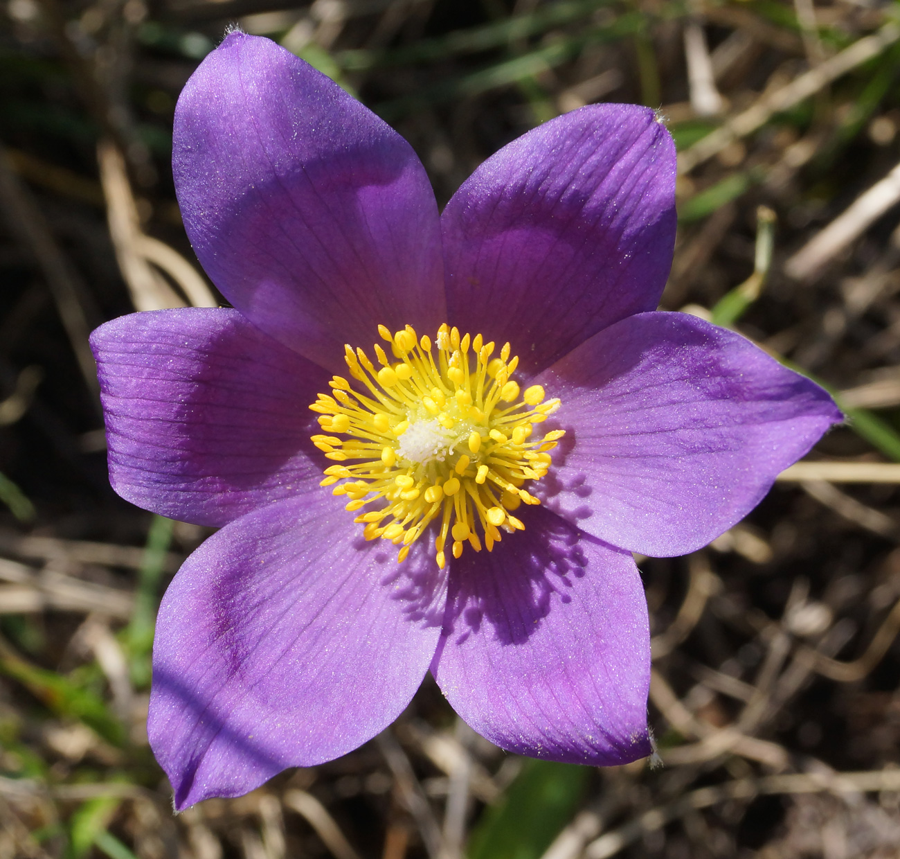 Image of Pulsatilla multifida specimen.