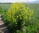 Bunias orientalis. Цветущее растение. Восточный Казахстан, Глубоковский р-н, окр. с. Тарханка, обочина грунтовой дороги. 07.06.2013.