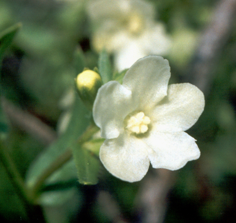 Image of Anchusa popovii specimen.