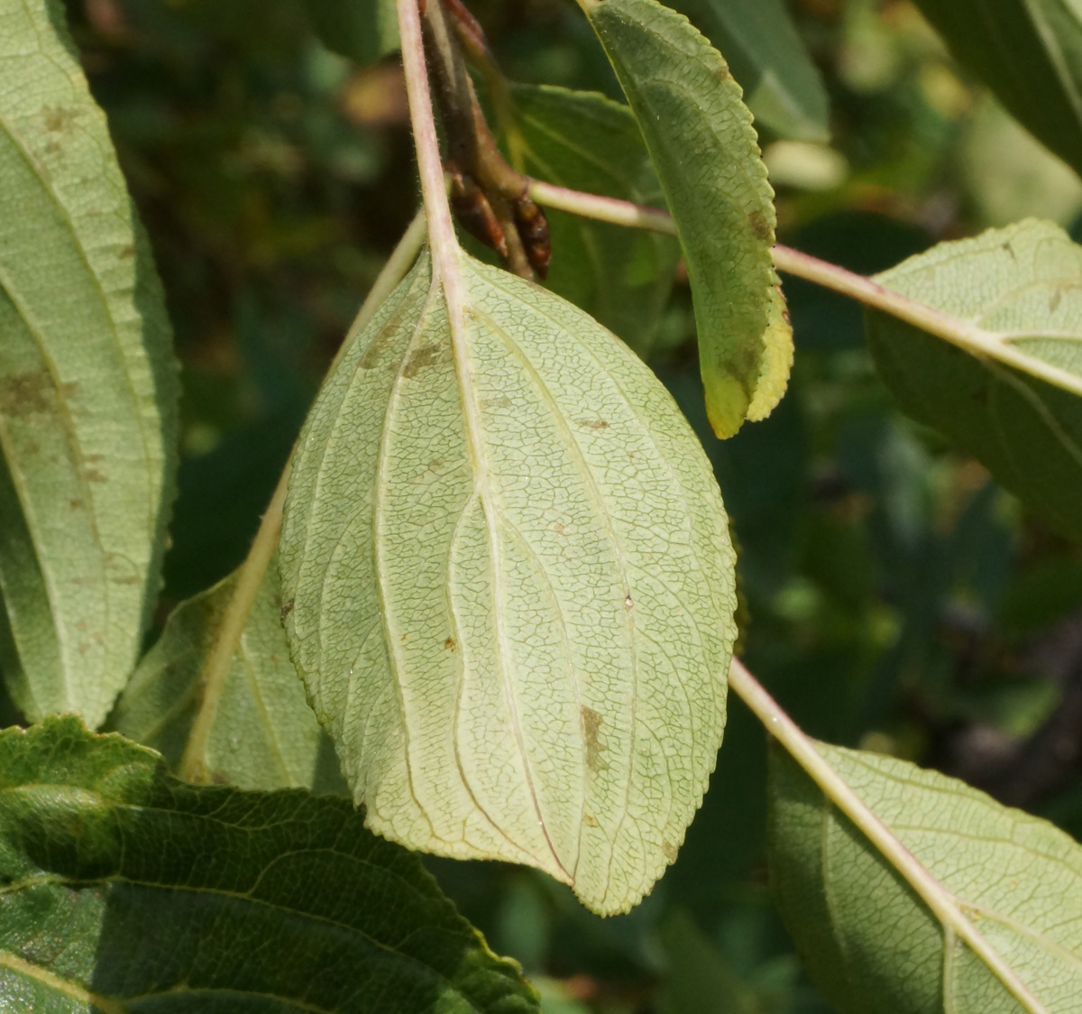 Image of Rhamnus cathartica specimen.