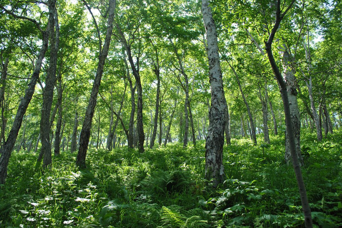 Изображение особи Betula ermanii.