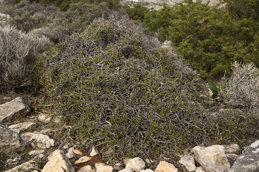 Изображение особи Rhamnus lycioides ssp. oleoides.