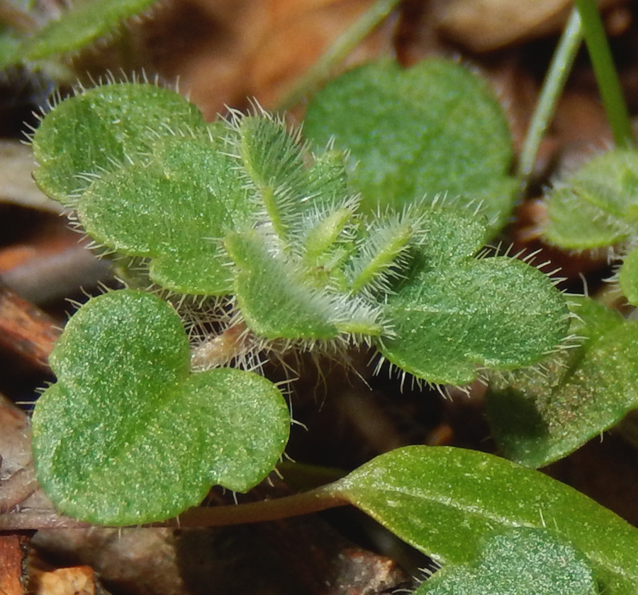 Image of Veronica hederifolia specimen.