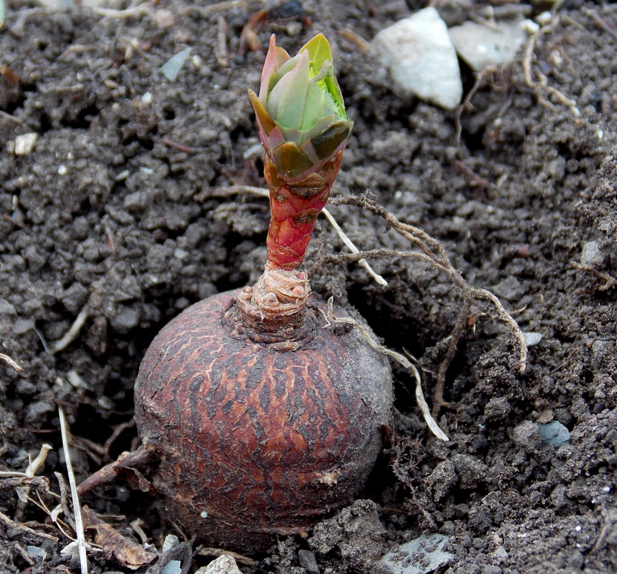 Изображение особи Euphorbia condylocarpa.