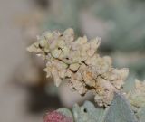 Atriplex glauca