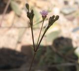 Gypsophila perfoliata