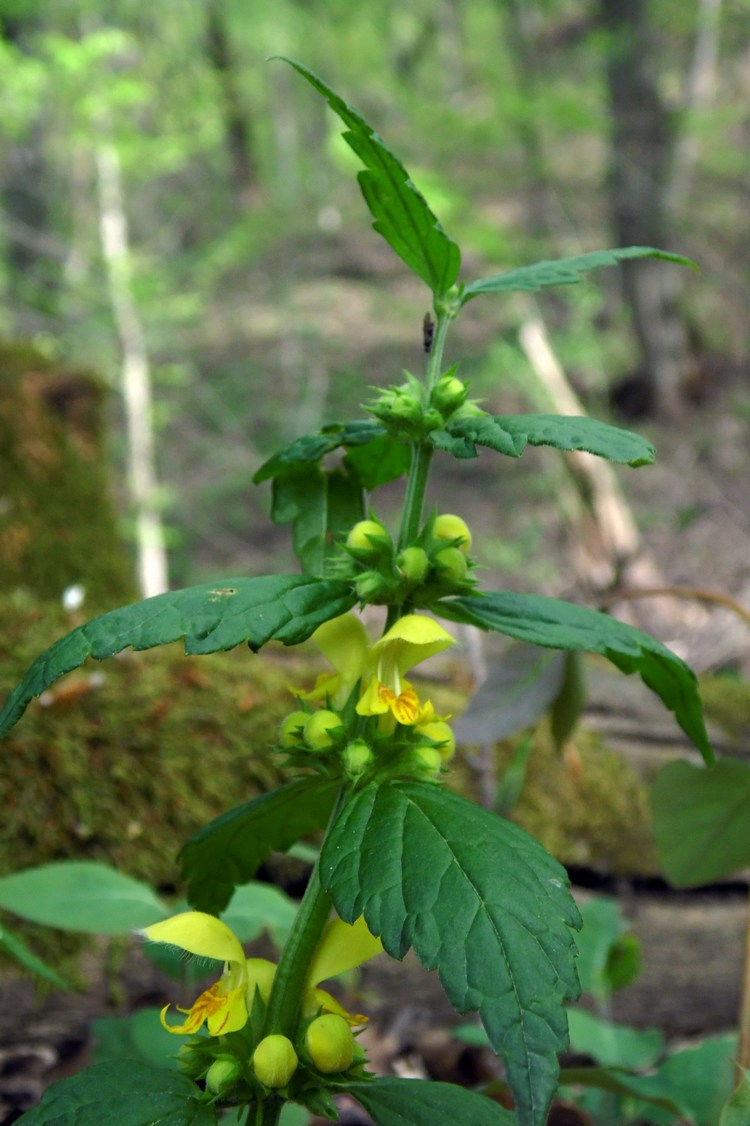 Изображение особи Galeobdolon caucasicum.