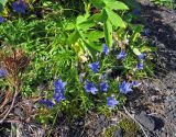 Campanula lasiocarpa