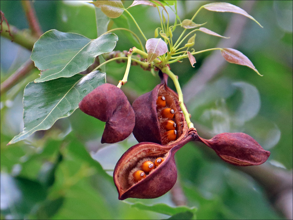 Изображение особи Brachychiton populneus.