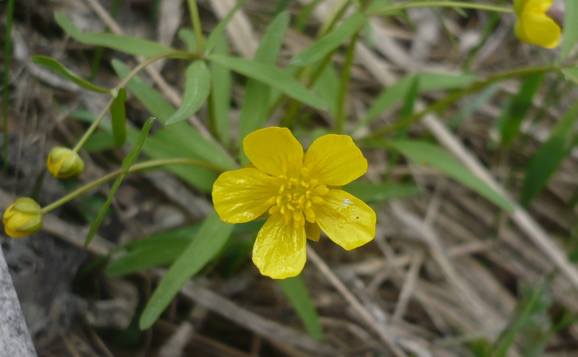 Image of Ranunculus monophyllus specimen.