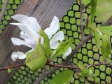 Magnolia stellata. Цветок. ('Rosea'). Беларусь, г. Минск, Ботанический сад, в культуре. 09.05.2016.