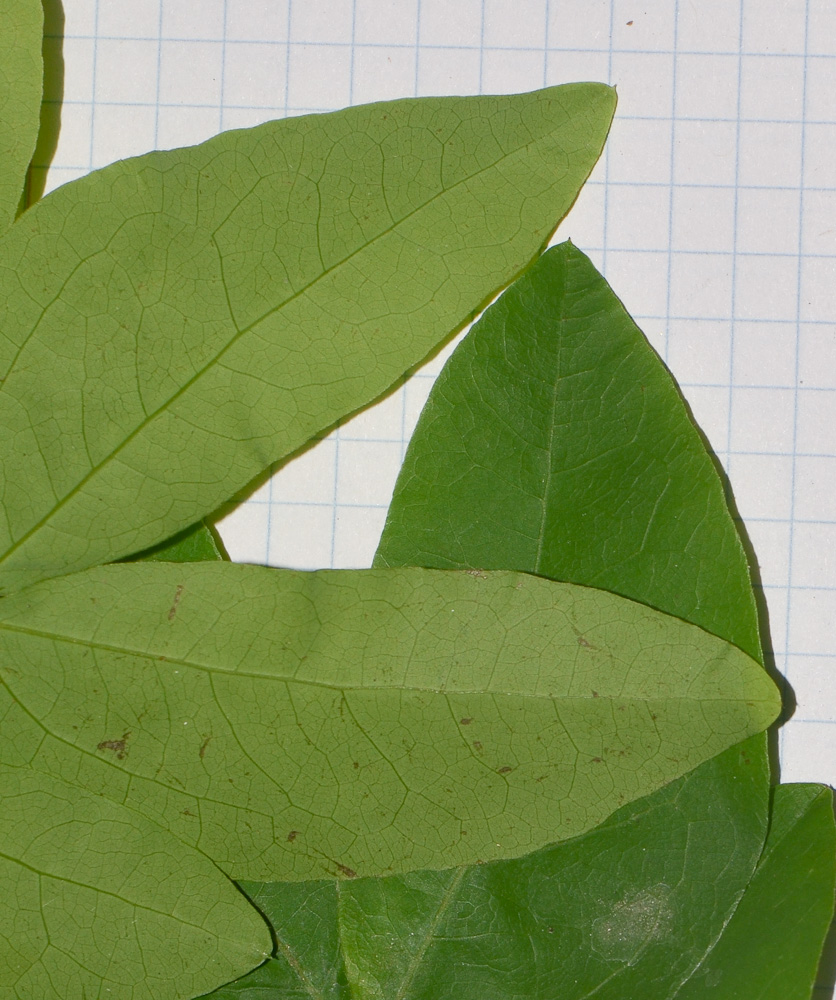 Image of Calliandra tergemina var. emarginata specimen.