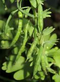 Corydalis turtschaninovii